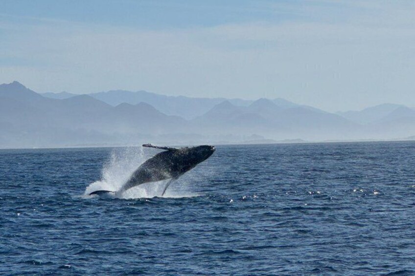 Humpback Whale Breech 1