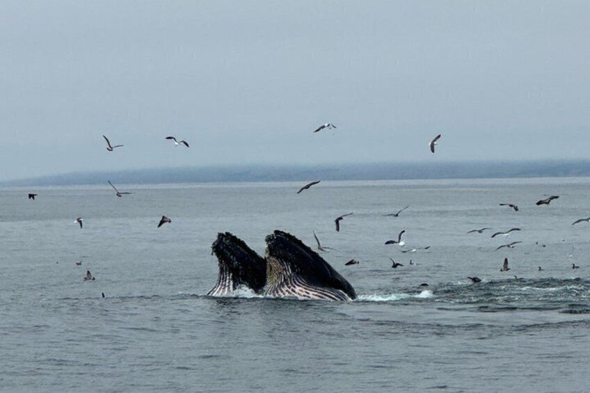 Lunge Feeding 3