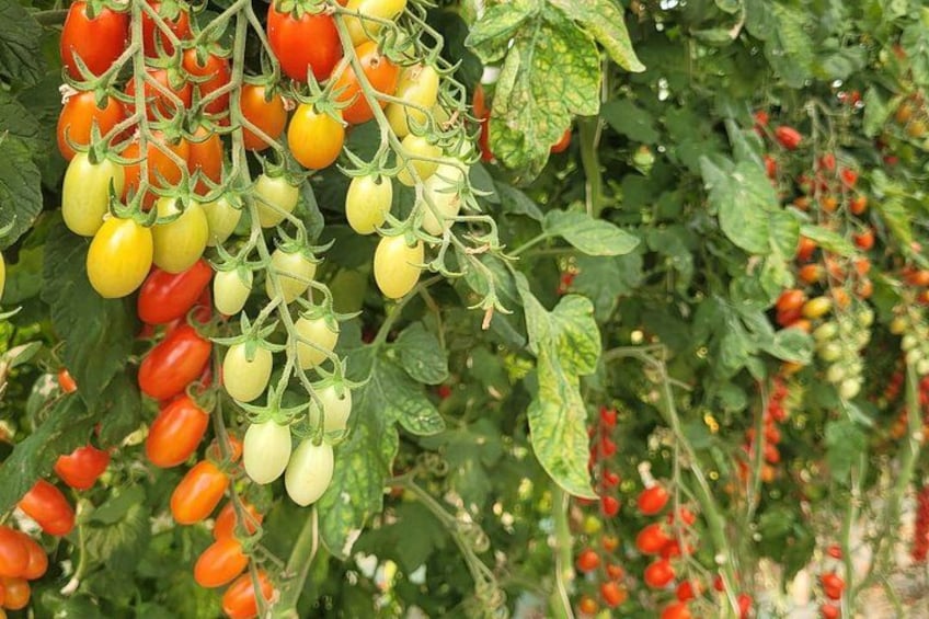A tomato plant with ripe red tomatoes and unripe green tomatoes. 4