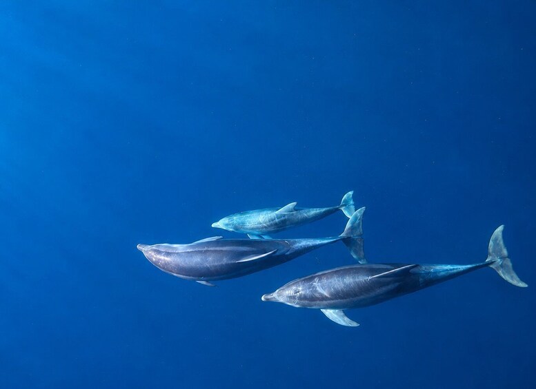 Picture 3 for Activity Vabriga: Adriatic Sea Sunset Cruise with Dolphin Watching 3