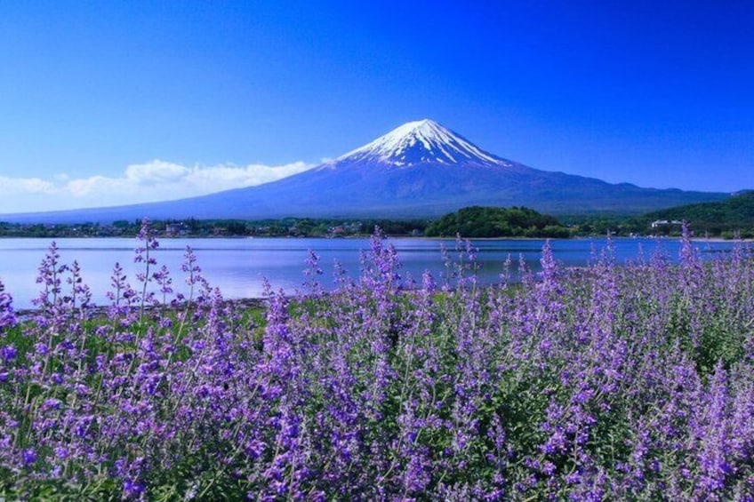 Mt. Fuji Kawaguchiko View and Tenjo yama Park Tour 5