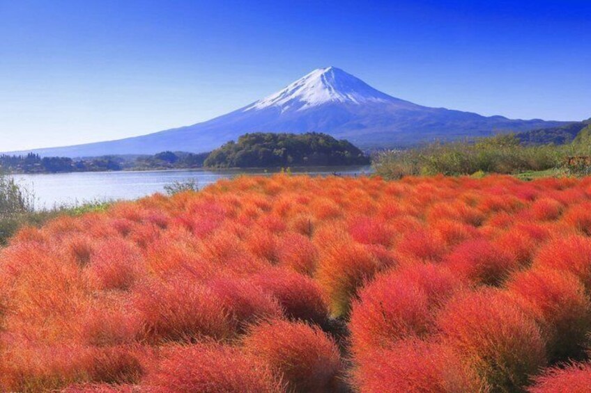 Mt. Fuji Kawaguchiko View and Tenjo yama Park Tour 4