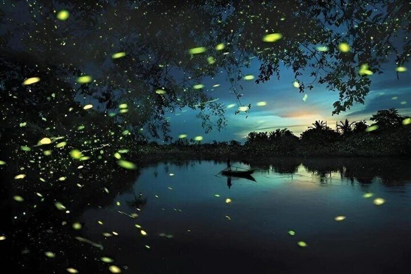 Fireflies and Blue Tears Experience in Kuala Selangor 2