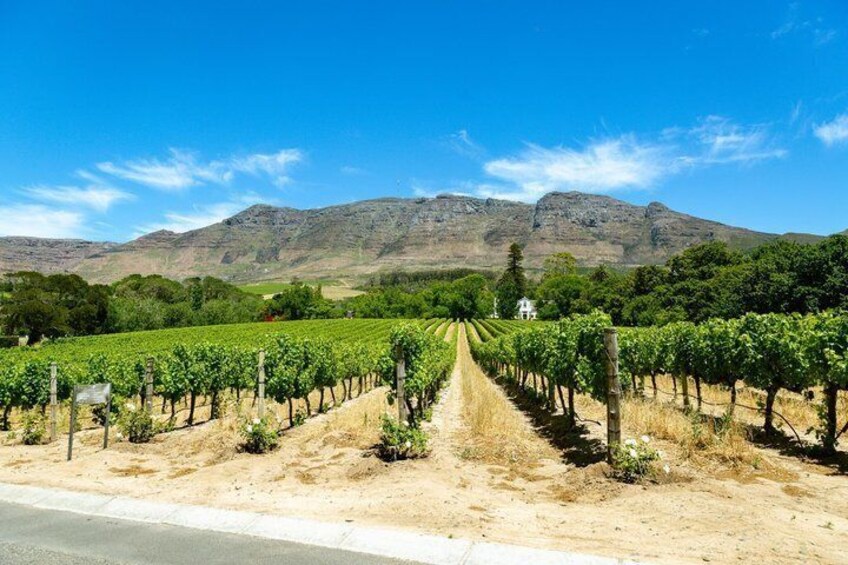 A vineyard with rows of grapevines, a dirt path, and mountains in the background. 5