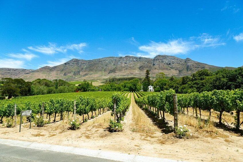 A vineyard with rows of grapevines, a dirt path, and mountains in the background. 5