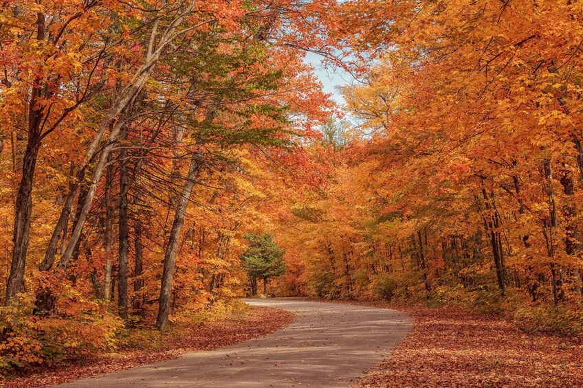 Algonquin Park Fall Colours shuttle 1