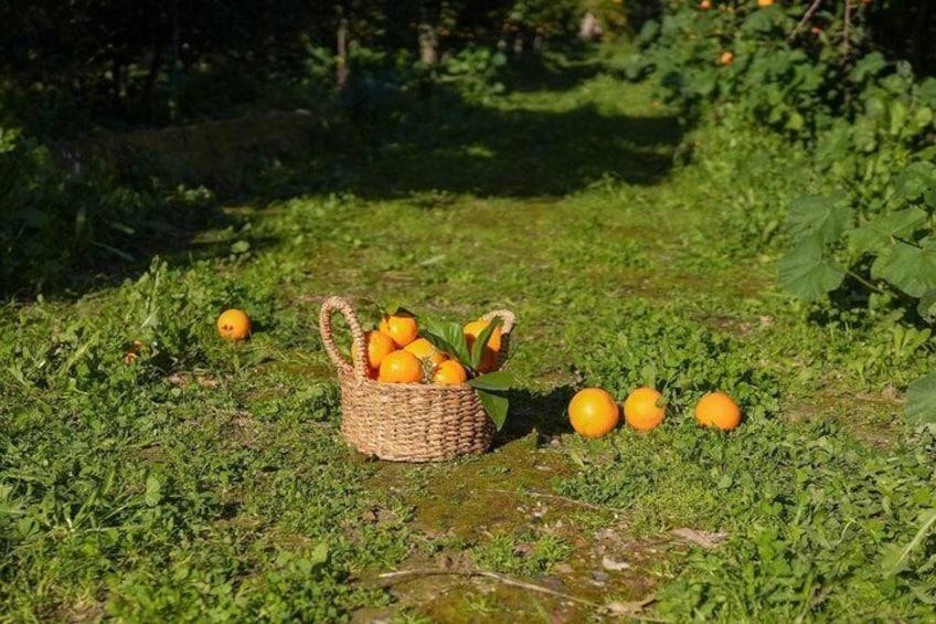 Meet the Chios Artisans Flavors Craft and Living Traditions 4