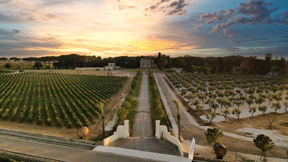 A vineyard with rows of grapevines, a central pathway, and a distant building. 2