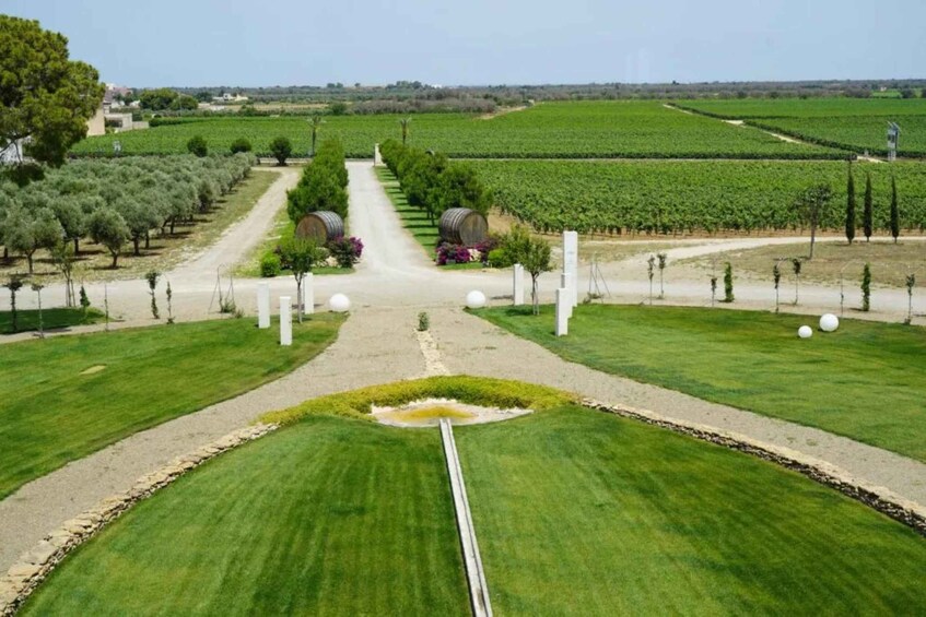 A vineyard with rows of grapevines, a central pathway, and spherical white sculptures. 3