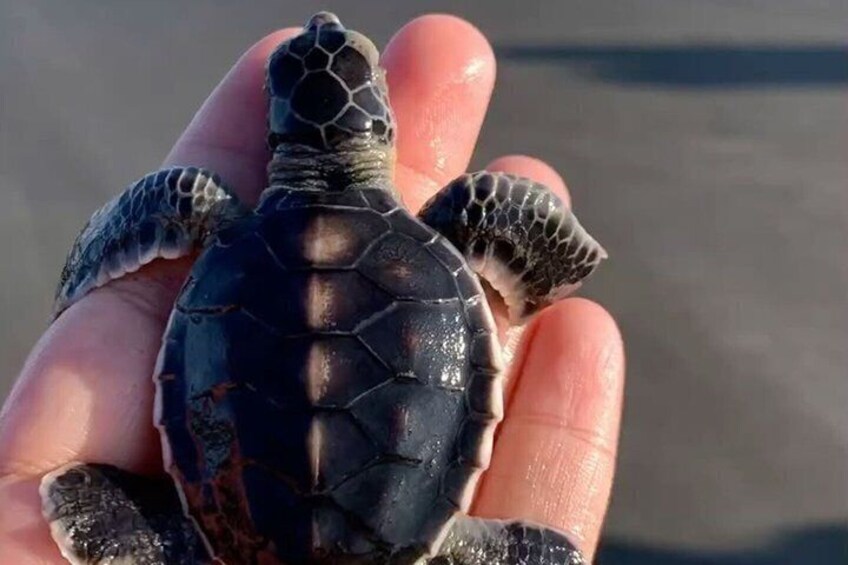 A turtle with a dark shell and patterned skin being held in a person's hand. 3