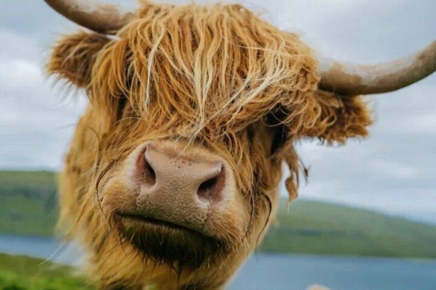 A close-up of a Highland cow's face with a lake and hills in the background. 3
