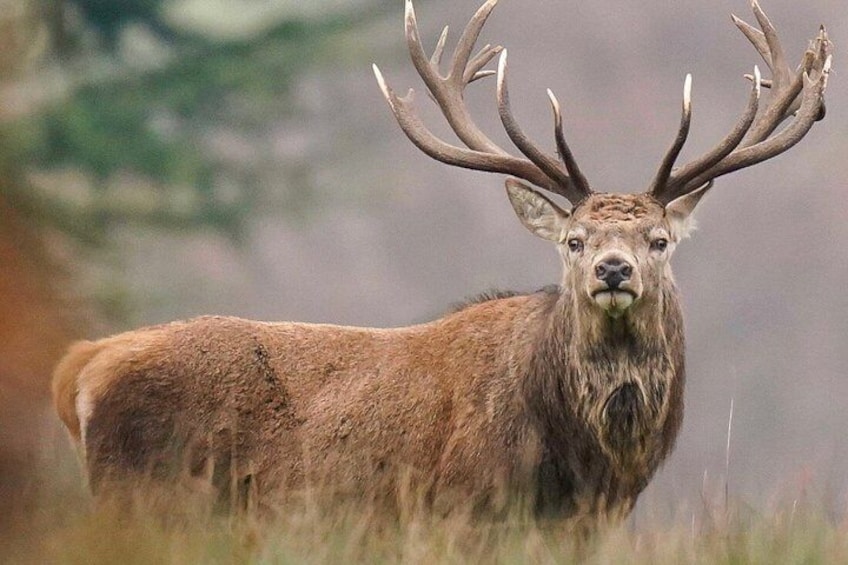 A stag with large antlers in a grassy field. 4