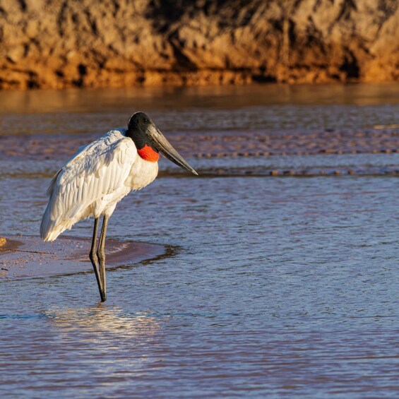Picture 5 for Activity El Impenetrable: 4-Night Glamping & Bermejo River Safari 5