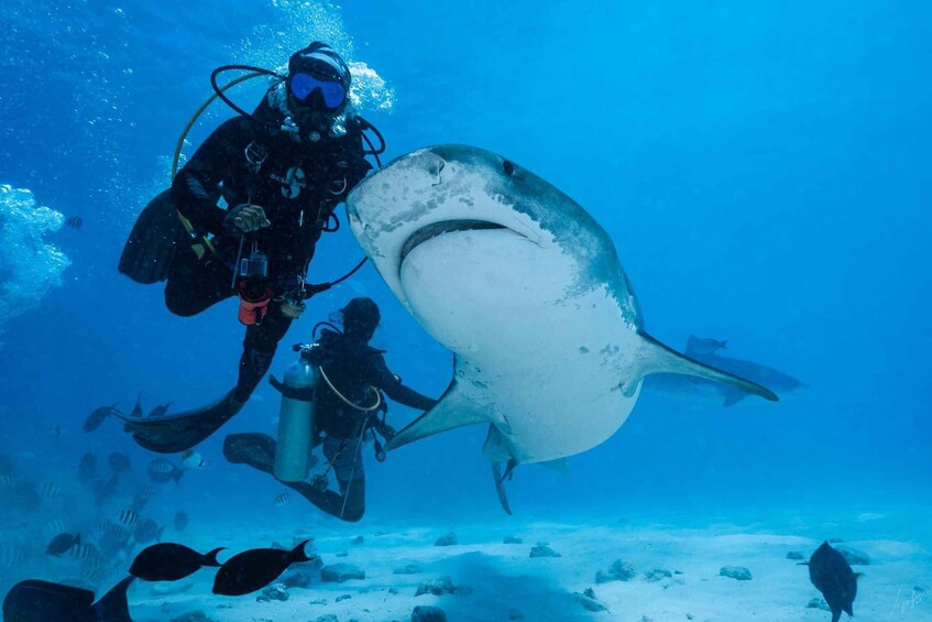 Maldives: 7-Night Shark Diving & Stay Package with 11 Dives 5