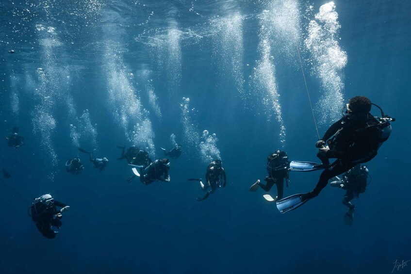 Picture 2 for Activity Maldives: 7-Night Shark Diving & Stay Package with 11 Dives 1