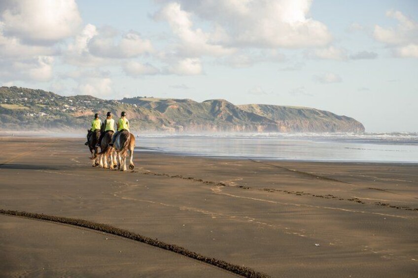2 Hours Horse Trek Experience in Muriwai Beach 2
