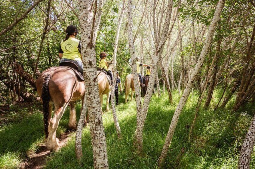 2 Hours Horse Trek Experience in Muriwai Beach 3