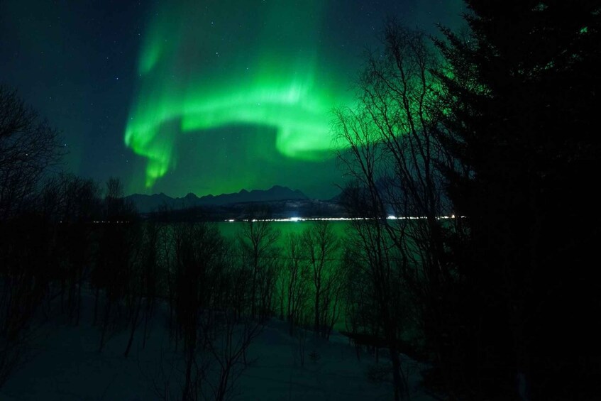 The Northern Lights over a snowy landscape with trees and a distant city skyline. 3