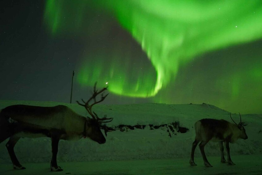 Two reindeer standing in a snowy landscape with the Northern Lights in the background. 5