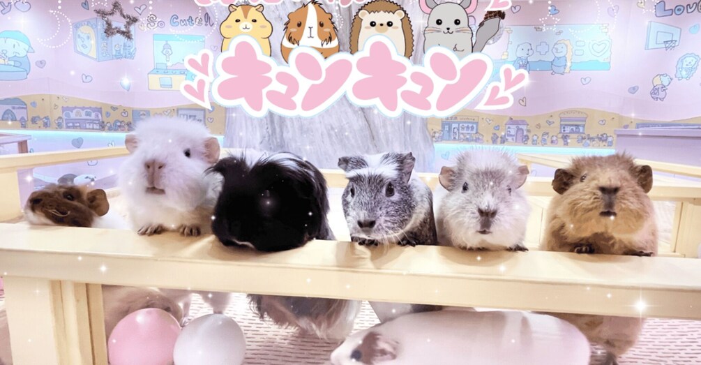 Picture 2 for Activity Tokyo: Harajuku Kawaii Animal Petting Zoo Experience 4
