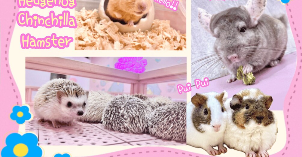 Picture 1 for Activity Tokyo: Harajuku Kawaii Animal Petting Zoo Experience 1