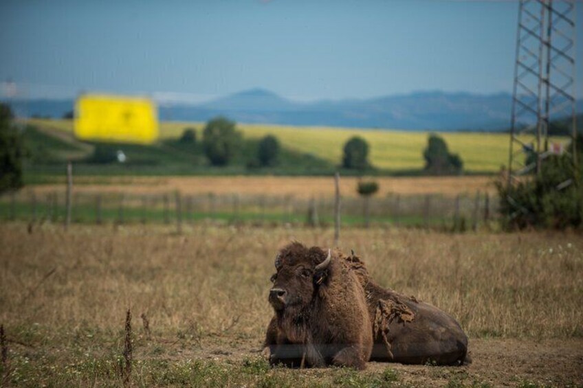 Bison Tour in Umbria 4