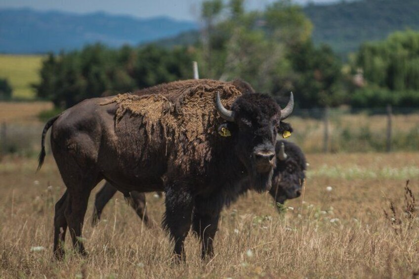 Bison Tour in Umbria 1