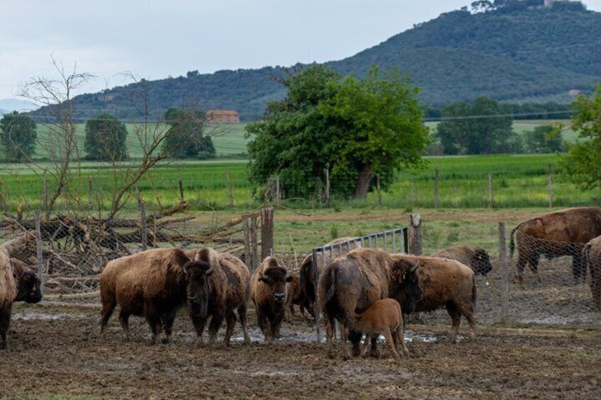 Bison Tour in Umbria 3