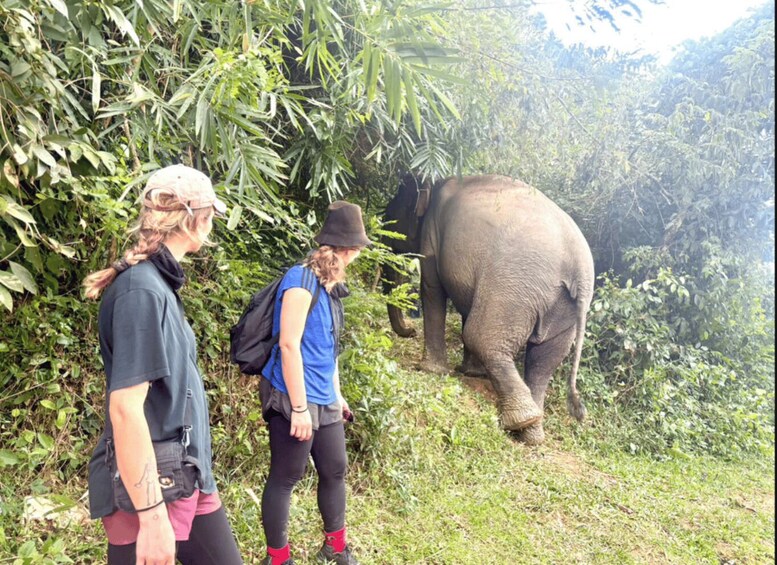 Picture 19 for Activity Đắk Lắk: Following the Elephant Trail 3