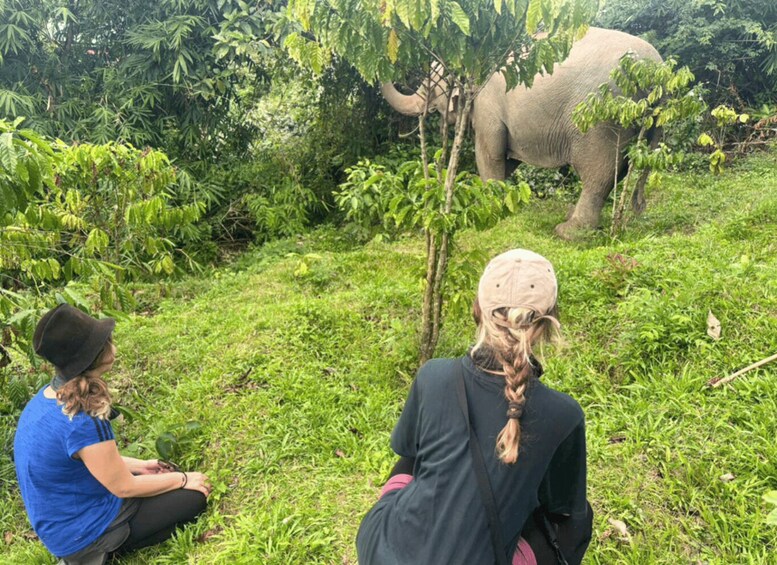 Picture 25 for Activity Đắk Lắk: Following the Elephant Trail 4