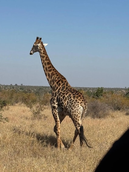 Picture 2 for Activity Hazyview: Kruger Safari & Da Gama Dam Sunset Boat Cruise 5