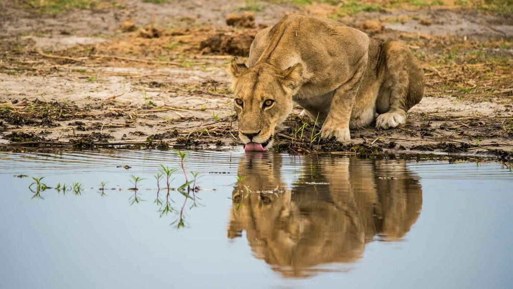 Picture 7 for Activity Hazyview: Kruger Safari & Da Gama Dam Sunset Boat Cruise 2