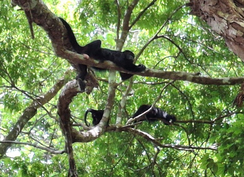 Picture 3 for Activity Flores: 2-Day Selva Maya Bike Sightseeing Tour with Night Safari 3