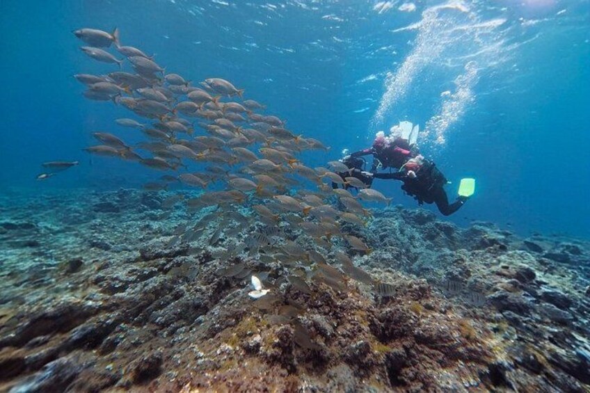 A diver with a camera, surrounded by a school of fish, in a clear underwater environment. 5