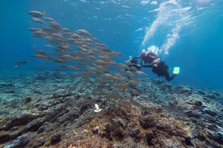 Tenerife Beginner Scuba Diving Experience 5