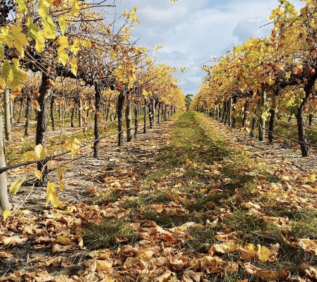 Picture 4 for Activity Coonawarra: Full or Half Day Private Group Luxury Wine Tour 2