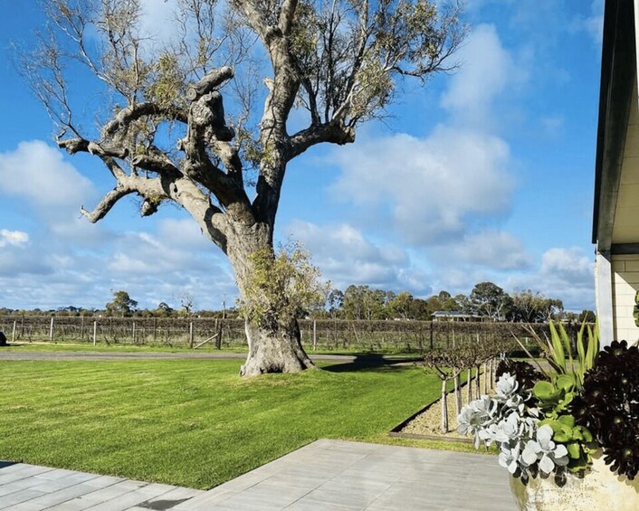 Picture 8 for Activity Coonawarra: Half-Day Private Wine Tour, Visit 5 Wineries 4