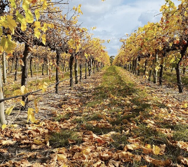 Picture 3 for Activity Coonawarra: Half-Day Private Wine Tour, Visit 5 Wineries 5