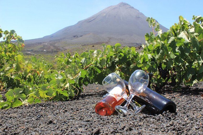 A vineyard with grapevines and two wine glasses on the ground. 2