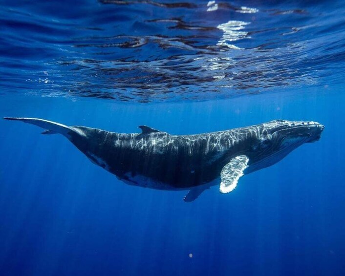 Picture 2 for Activity Hiriketiya: Whale Snorkeling Tour with Breakfast 2