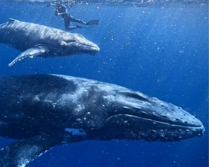 Picture 3 for Activity Hiriketiya: Whale Snorkeling Tour with Breakfast 3