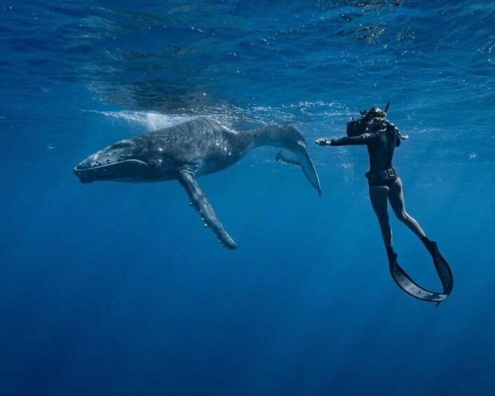 Hiriketiya: Whale Snorkeling Tour with Breakfast 1