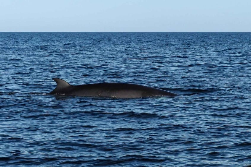 Skjervøy: Whale and Dolphin Watching RIB Boat Tour 1