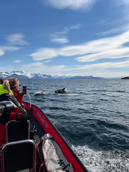 Picture 2 for Activity Skjervøy: Whale and Dolphin Watching RIB Boat Tour 2