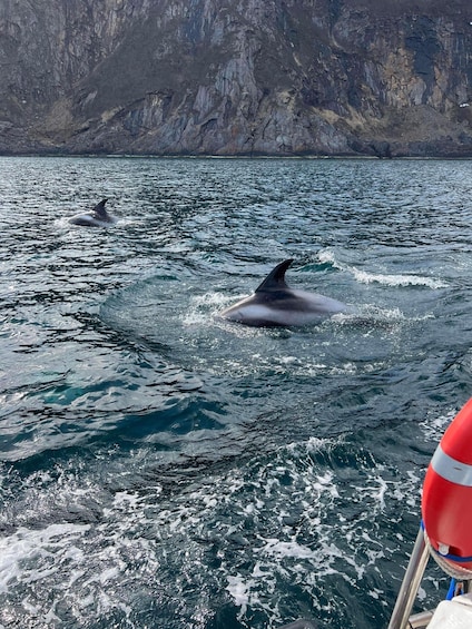 Picture 1 for Activity Skjervøy: Whale and Dolphin Watching RIB Boat Tour 3