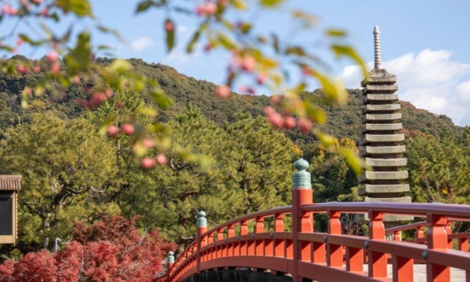Uji: Byodo-in Temple & Tea Culture Guided Walking Tour 1