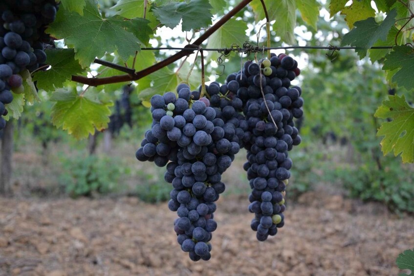 From the vineyard to the glass: Chielisò experience 1
