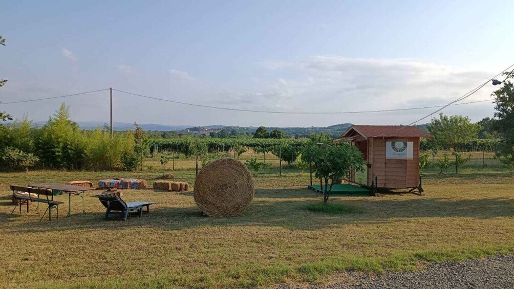 Picture 8 for Activity From the vineyard to the glass: Chielisò experience 5