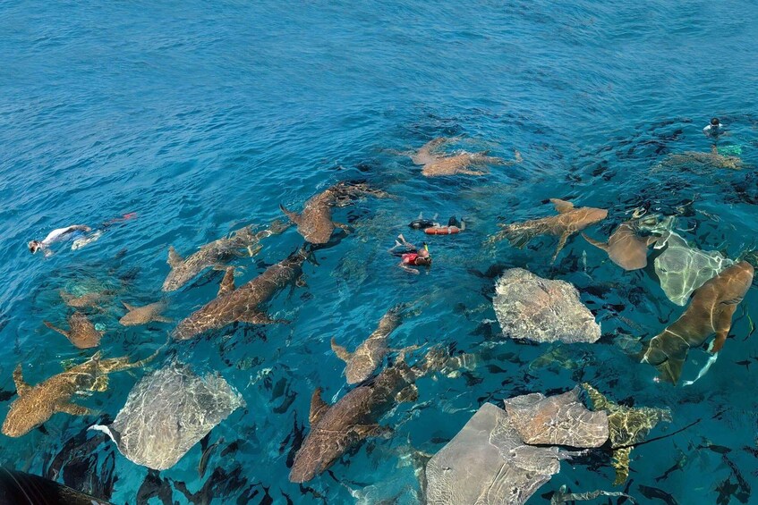 Picture 12 for Activity Malé: Nurse Shark Maldives & Fulidhoo Stingray Tour 5