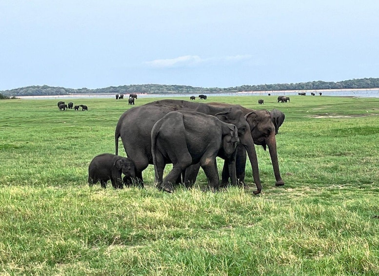 Picture 3 for Activity Wasgamuwa Wild Safari Tour 2